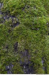 Photo Textures of Moss